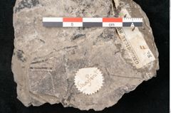 Foto (Detailansicht) von Araucaria haastii Ettingshausen (NHMW-GEO-2024-0188-10109)